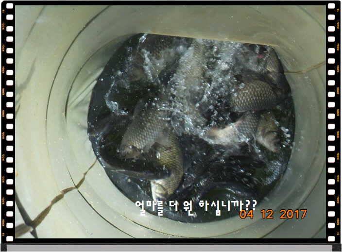 도심속의 작은 쉼터 화성 관리 낚시터입니다 (유료터정보 - 유료터점주조황)