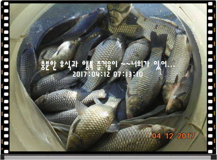 도심속의 작은 쉼터 화성 관리 낚시터입니다 (유료터정보 - 유료터점주조황)