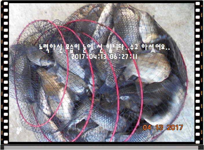 도심속의 작은 쉼터 화성 관리 낚시터입니다 (유료터정보 - 유료터점주조황)