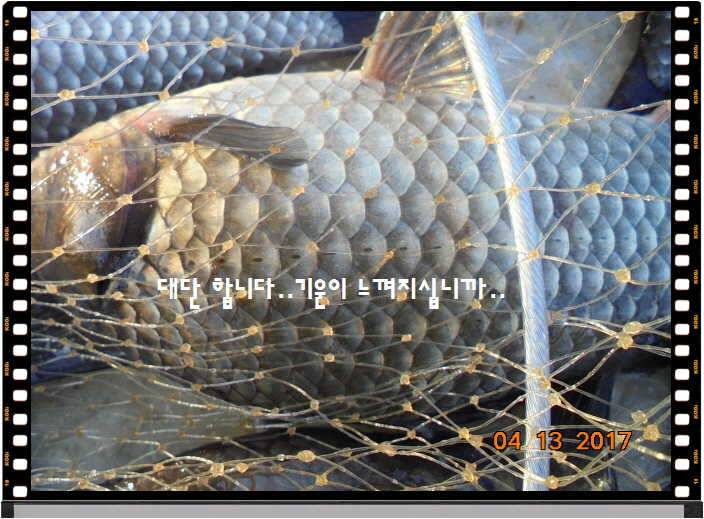 도심속의 작은 쉼터 화성 관리 낚시터입니다 (유료터정보 - 유료터점주조황)