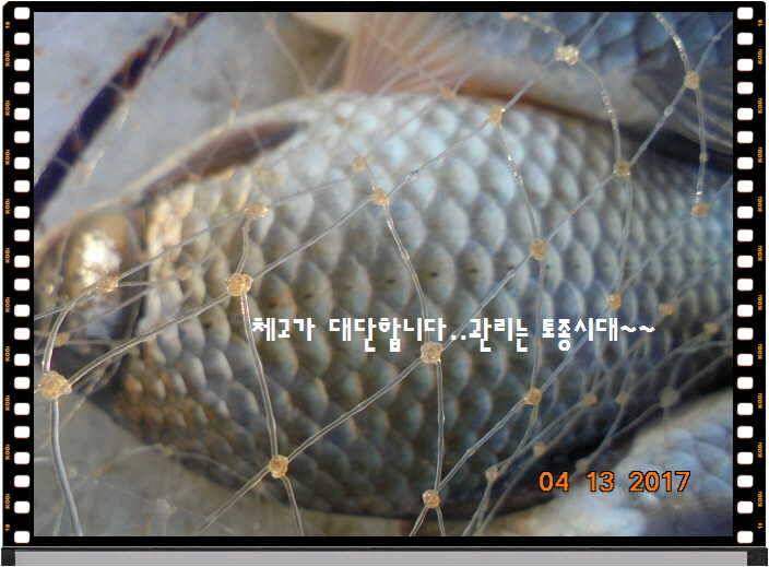 도심속의 작은 쉼터 화성 관리 낚시터입니다 (유료터정보 - 유료터점주조황)