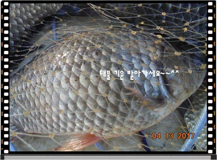 도심속의 작은 쉼터 화성 관리 낚시터입니다 (유료터정보 - 유료터점주조황)
