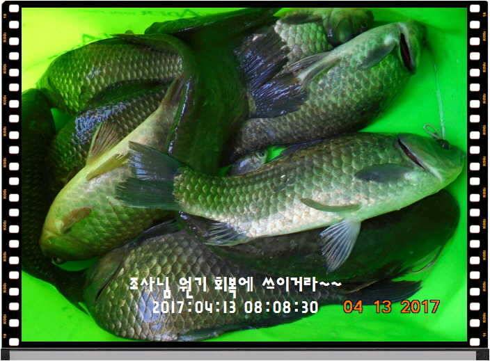 도심속의 작은 쉼터 화성 관리 낚시터입니다 (유료터정보 - 유료터점주조황)