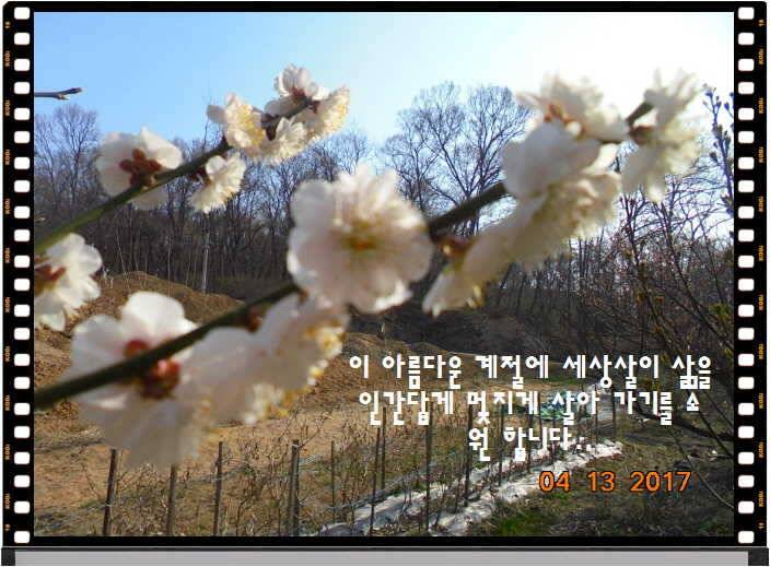 도심속의 작은 쉼터 화성 관리 낚시터입니다 (유료터정보 - 유료터점주조황)