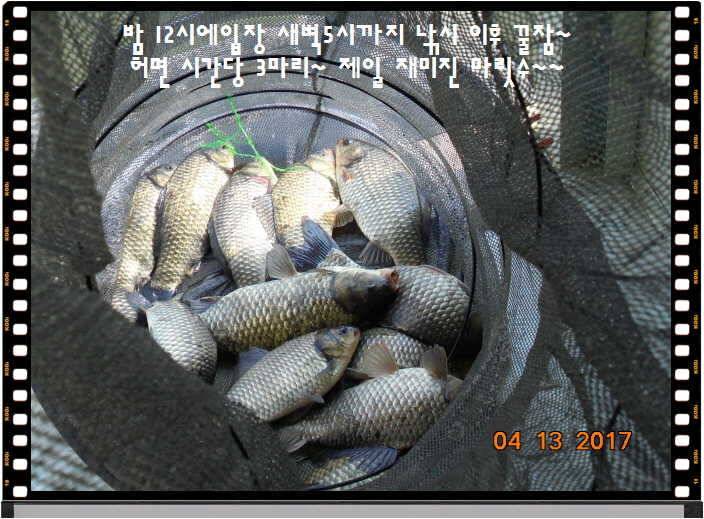 도심속의 작은 쉼터 화성 관리 낚시터입니다 (유료터정보 - 유료터점주조황)
