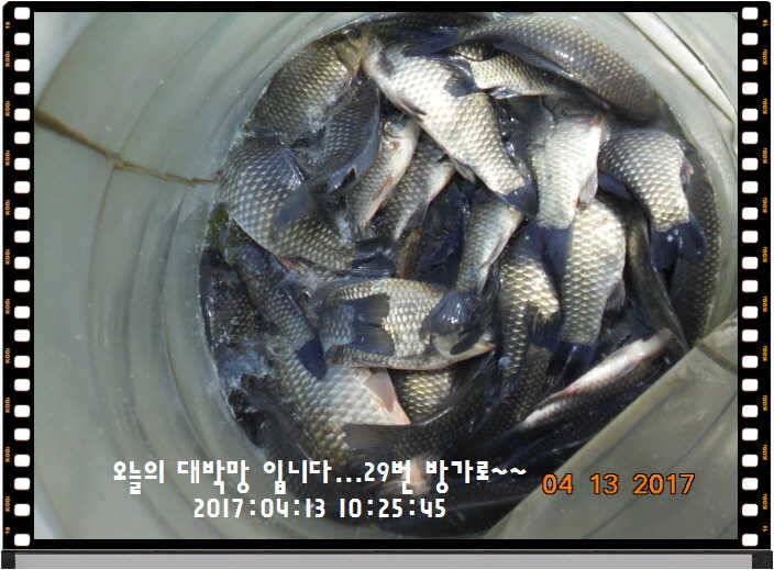 도심속의 작은 쉼터 화성 관리 낚시터입니다 (유료터정보 - 유료터점주조황)