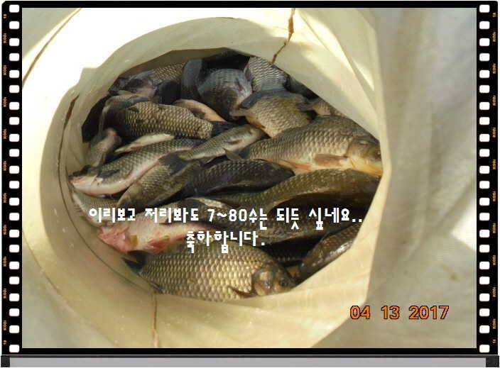 도심속의 작은 쉼터 화성 관리 낚시터입니다 (유료터정보 - 유료터점주조황)
