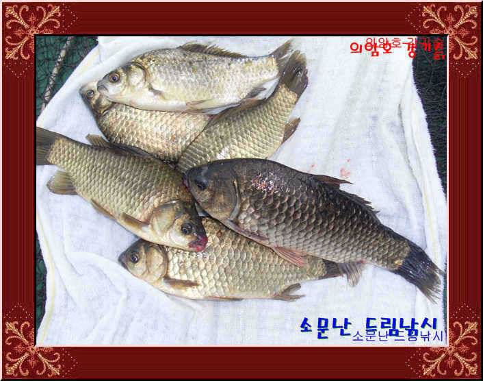 그래도 토종 인지라 (유료터정보 - 유료터점주조황)