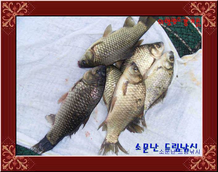 그래도 토종 인지라 (유료터정보 - 유료터점주조황)