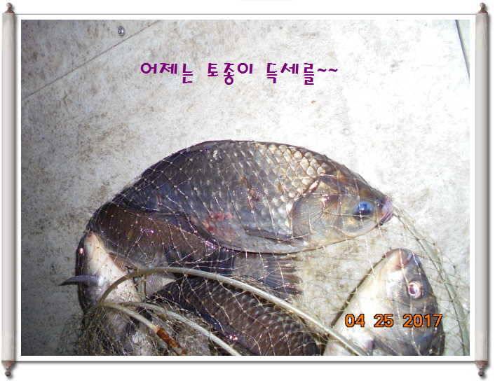 도심속의 작은 쉼터 화성 관리 낚시터입니다 (유료터정보 - 유료터점주조황)