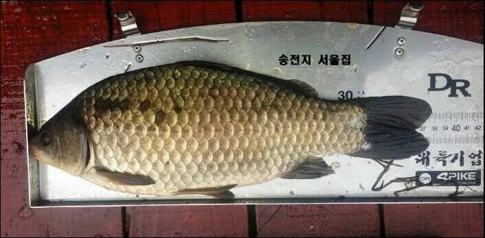 170505 송전지 서울집의 대박 (유료터정보 - 유료터점주조황)