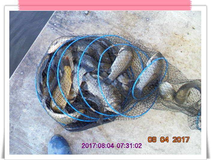 도심속의 작은 쉼터 화성 관리 낚시터입니다더워도 넘 덥네요 (유료터정보 - 유료터점주조황)