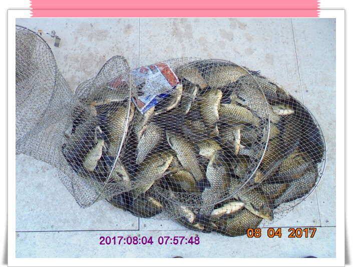도심속의 작은 쉼터 화성 관리 낚시터입니다더워도 넘 덥네요 (유료터정보 - 유료터점주조황)