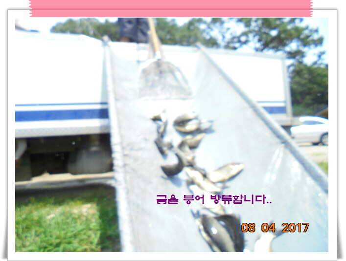 도심속의 작은 쉼터 화성 관리 낚시터입니다더워도 넘 덥네요 (유료터정보 - 유료터점주조황)