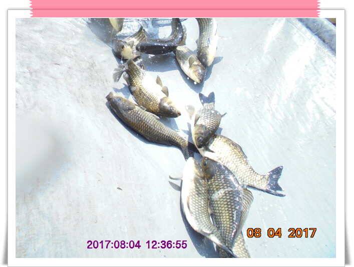 도심속의 작은 쉼터 화성 관리 낚시터입니다더워도 넘 덥네요 (유료터정보 - 유료터점주조황)