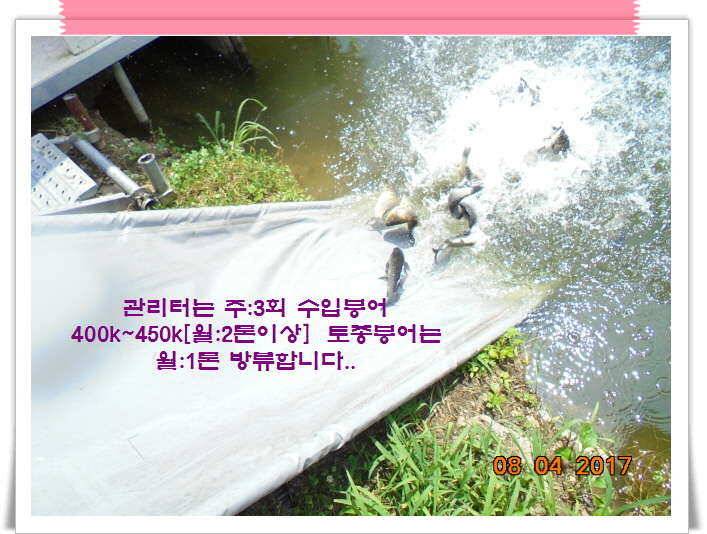 도심속의 작은 쉼터 화성 관리 낚시터입니다더워도 넘 덥네요 (유료터정보 - 유료터점주조황)