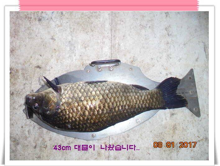 도심속의 작은 쉼터 화성 관리 낚시터입니다핫 한 낚시터 관리 (유료터정보 - 유료터점주조황)