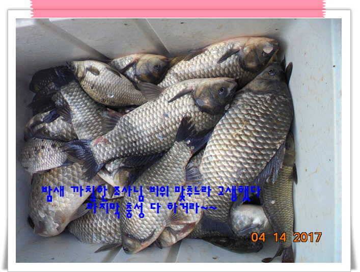 도심속의 작은 쉼터 화성 관리 낚시터입니다 (유료터정보 - 유료터점주조황)