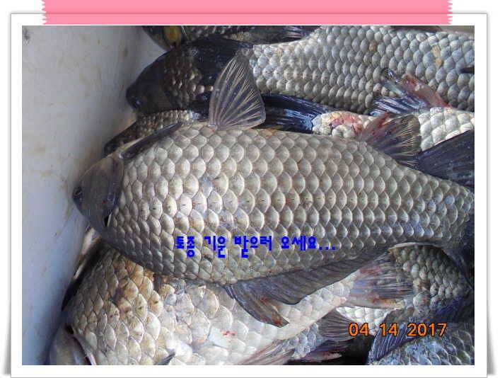 도심속의 작은 쉼터 화성 관리 낚시터입니다 (유료터정보 - 유료터점주조황)