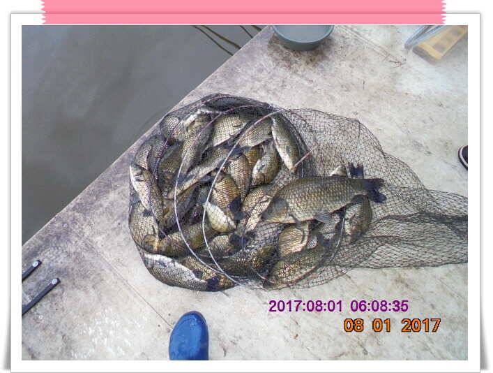 도심속의 작은 쉼터 화성 관리 낚시터입니다관리의 밤은 꽃길 입니다 (유료터정보 - 유료터점주조황)