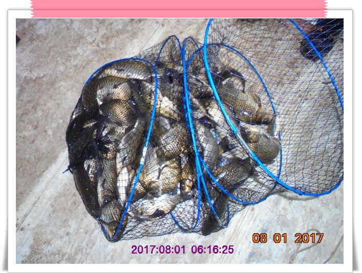 도심속의 작은 쉼터 화성 관리 낚시터입니다관리의 밤은 꽃길 입니다 (유료터정보 - 유료터점주조황)
