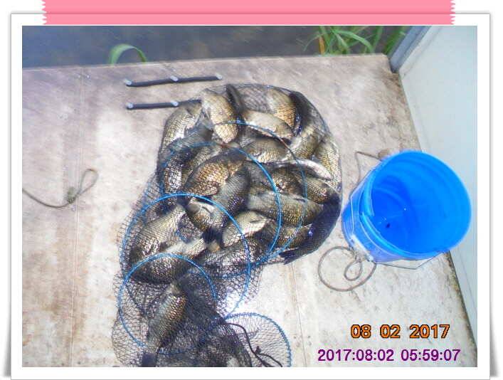 도심속의 작은 쉼터 화성 관리 낚시터입니다관리의 밤은 꽃길 입니다 (유료터정보 - 유료터점주조황)