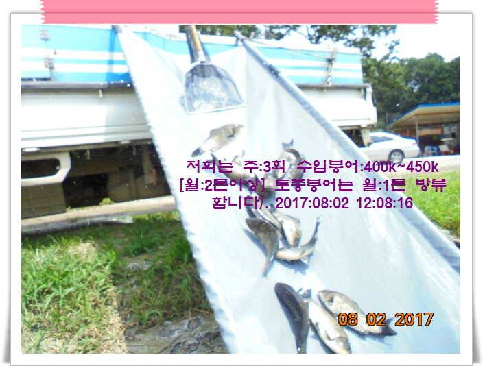 도심속의 작은 쉼터 화성 관리 낚시터입니다관리의 밤은 꽃길 입니다 (유료터정보 - 유료터점주조황)