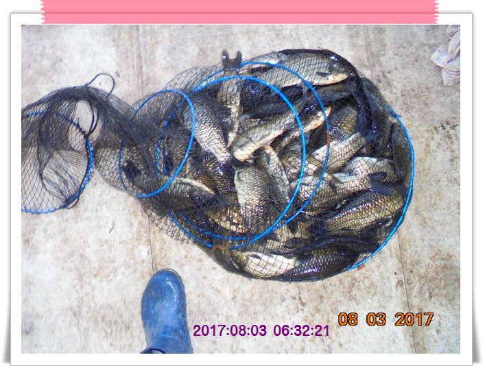 도심속의 작은 쉼터 화성 관리 낚시터입니다관리의 밤은 꽃길 입니다 (유료터정보 - 유료터점주조황)