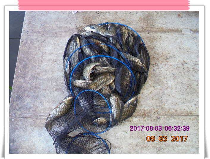 도심속의 작은 쉼터 화성 관리 낚시터입니다관리의 밤은 꽃길 입니다 (유료터정보 - 유료터점주조황)