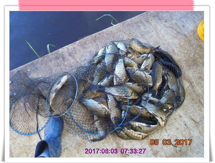 도심속의 작은 쉼터 화성 관리 낚시터입니다관리의 밤은 꽃길 입니다 (유료터정보 - 유료터점주조황)