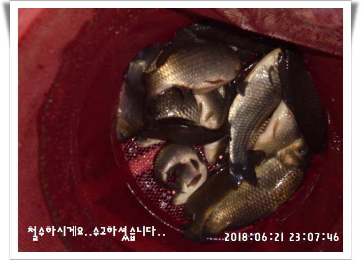 도심속의 작은 쉼터 화성 관리낚시터입니다조황 사진 올립니다 (유료터정보 - 유료터점주조황)