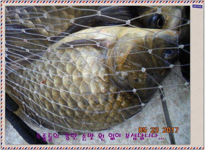 도심속의 작은 쉼터 화성 관리 낚시터입니다밤 밤 밤이 좋습니다 (유료터정보 - 유료터점주조황)