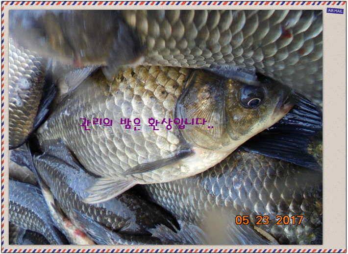 도심속의 작은 쉼터 화성 관리 낚시터입니다밤 밤 밤이 좋습니다 (유료터정보 - 유료터점주조황)