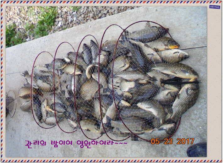 도심속의 작은 쉼터 화성 관리 낚시터입니다밤 밤 밤이 좋습니다 (유료터정보 - 유료터점주조황)