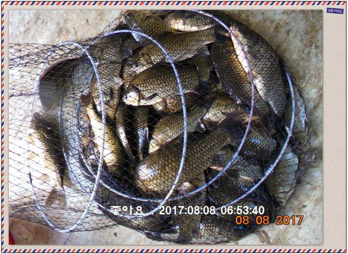도심속의 작은 쉼터 화성 관리 낚시터입니다밤 조황 대단 합니다 (유료터정보 - 유료터점주조황)