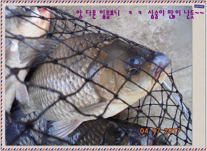 도심속의 작은 쉼터 화성 관리 낚시터입니다역사 한번 만들어 보자구요 (유료터정보 - 유료터점주조황)