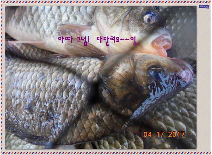 도심속의 작은 쉼터 화성 관리 낚시터입니다역사 한번 만들어 보자구요 (유료터정보 - 유료터점주조황)