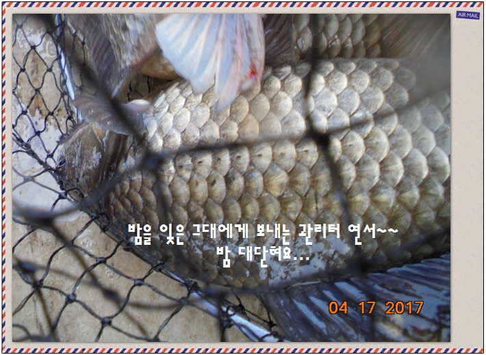 도심속의 작은 쉼터 화성 관리 낚시터입니다역사 한번 만들어 보자구요 (유료터정보 - 유료터점주조황)
