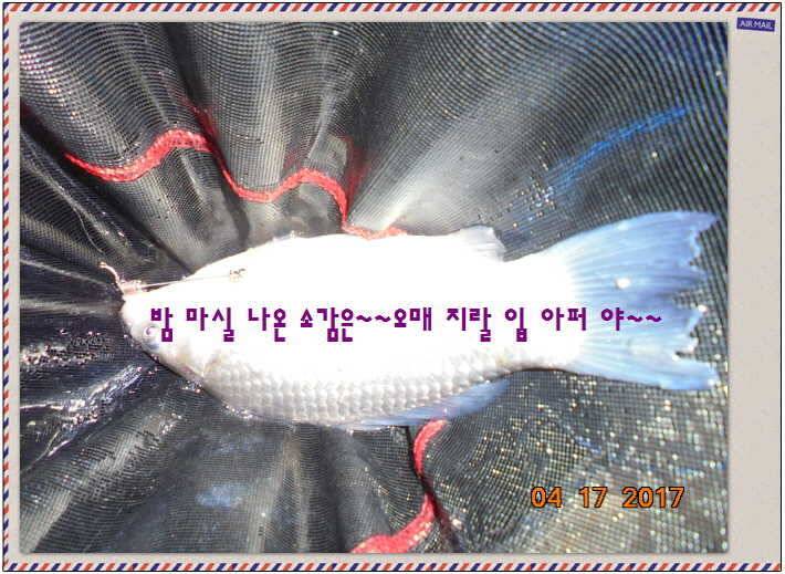 도심속의 작은 쉼터 화성 관리 낚시터입니다역사 한번 만들어 보자구요 (유료터정보 - 유료터점주조황)