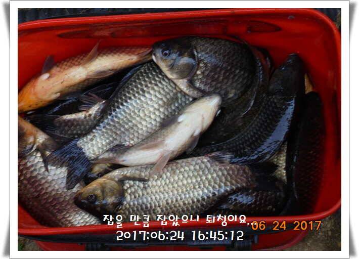 도심속의 작은 쉼터 화성 관리 낚시터입니다어렵고도 쉬운 것이 낚시 (유료터정보 - 유료터점주조황)