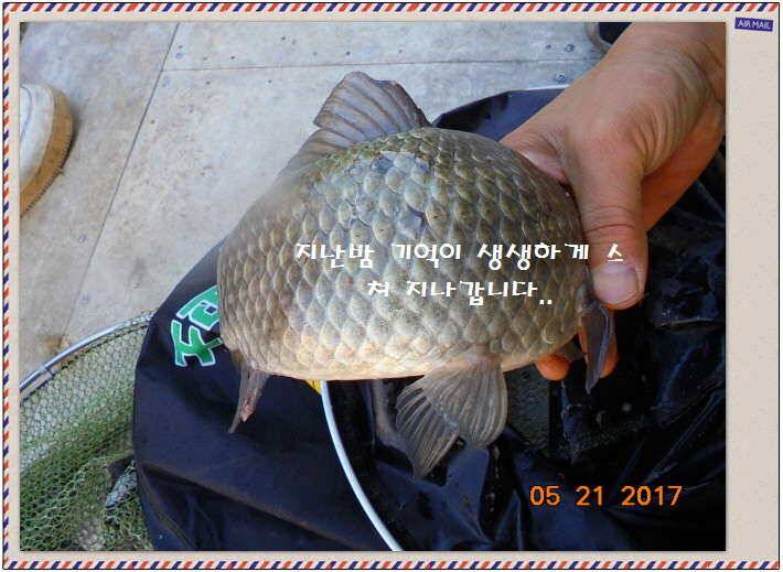도심속의 작은 쉼터 화성 관리 낚시터입니다 (유료터정보 - 유료터점주조황)