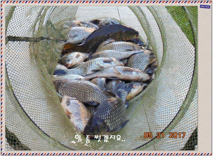 도심속의 작은 쉼터 화성 관리 낚시터입니다 (유료터정보 - 유료터점주조황)