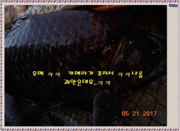 도심속의 작은 쉼터 화성 관리 낚시터입니다 (유료터정보 - 유료터점주조황)