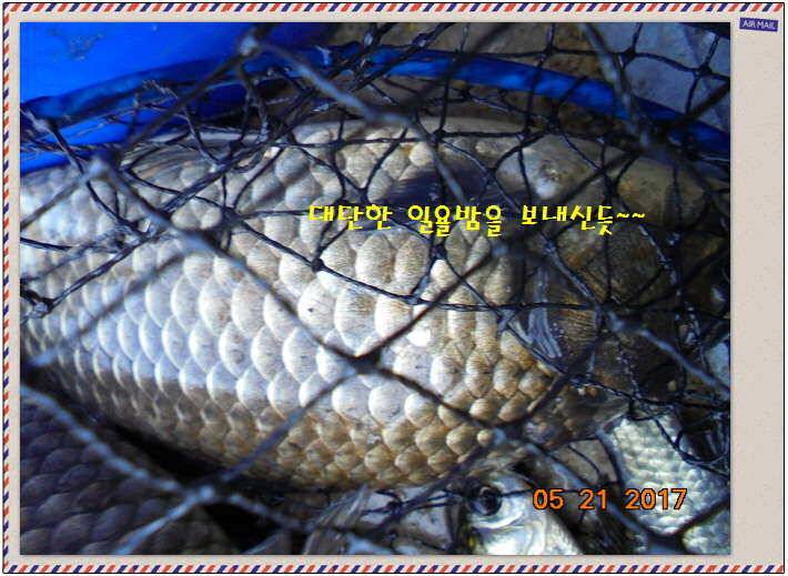 도심속의 작은 쉼터 화성 관리 낚시터입니다 (유료터정보 - 유료터점주조황)