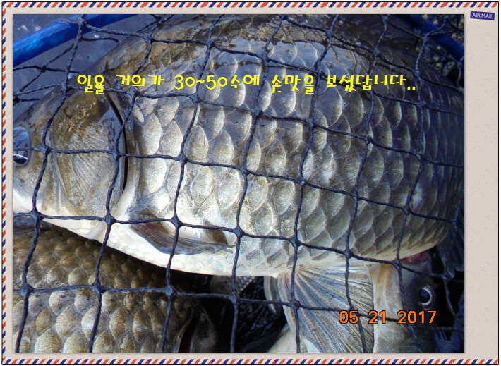 도심속의 작은 쉼터 화성 관리 낚시터입니다 (유료터정보 - 유료터점주조황)