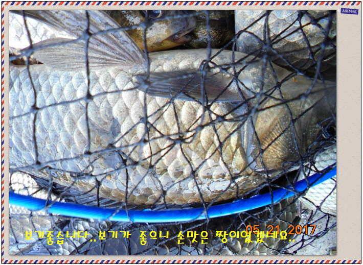 도심속의 작은 쉼터 화성 관리 낚시터입니다 (유료터정보 - 유료터점주조황)