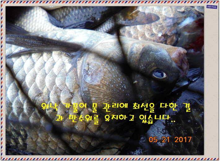 도심속의 작은 쉼터 화성 관리 낚시터입니다 (유료터정보 - 유료터점주조황)
