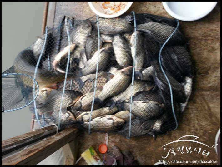 독정낚시터 먹이본능에 집착한 붕어 (유료터정보 - 유료터점주조황)
