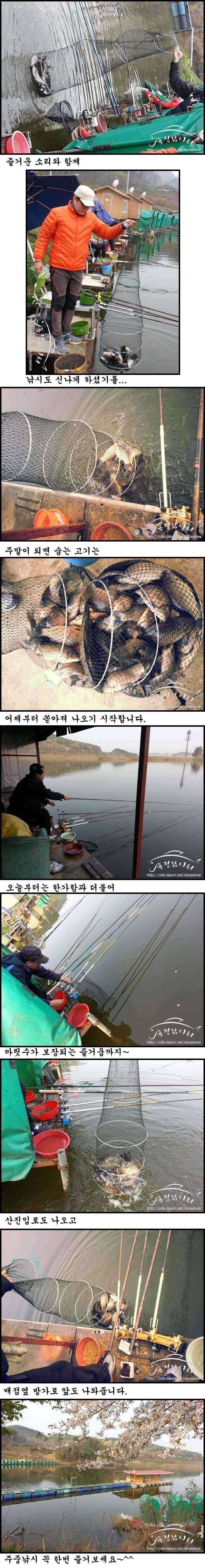 독정낚시터 먹이본능에 집착한 붕어 (유료터정보 - 유료터점주조황)
