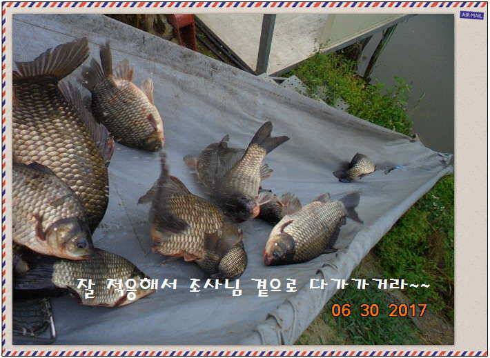도심속의 작은 쉼터화성 관리 낚시터입니다꿀 같은 단비가 내렸습니다 (유료터정보 - 유료터점주조황)
